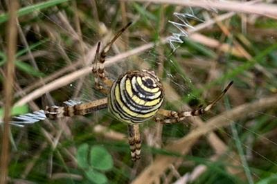 <i>Argiope bruennichi</i>