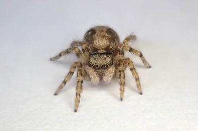 <i>Pseudeuophrys lanigera</i>