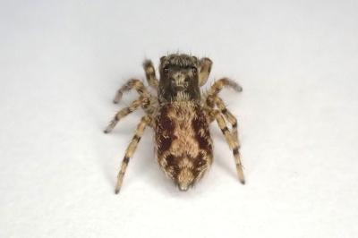 <i>Pseudeuophrys lanigera</i>