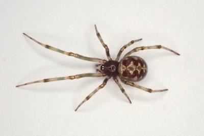 <i>Steatoda triangulosa</i>