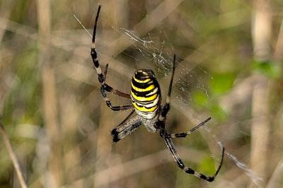 <i>Argiope bruennichi</i>