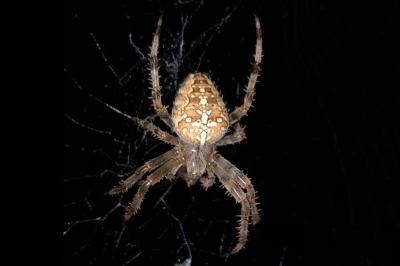 <i>Araneus diadematus</i>