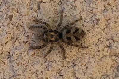 <i>Salticus scenicus</i>