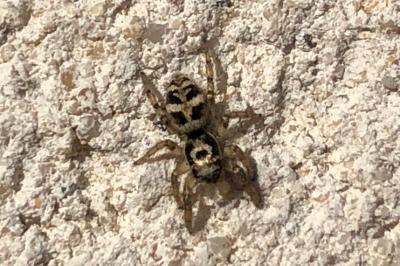 <i>Salticus scenicus</i>