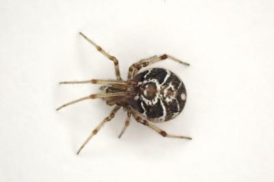 <i>Phylloneta impressa</i>