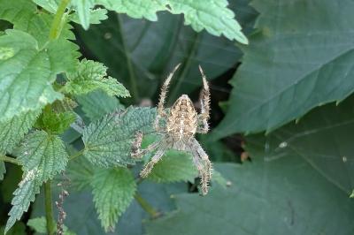 <i>Araneus diadematus</i>