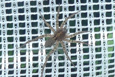 <i>Pardosa</i>