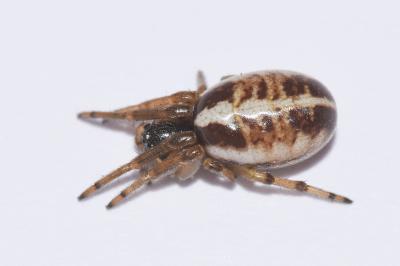 <i>Singa hamata</i>
