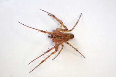 <i>Metellina segmentata</i>