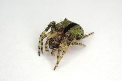 <i>Gibbaranea gibbosa</i>