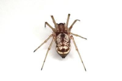 <i>Microlinyphia pusilla</i>