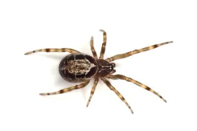 <i>Steatoda nobilis</i>