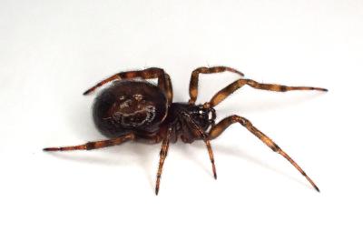<i>Steatoda bipunctata</i>