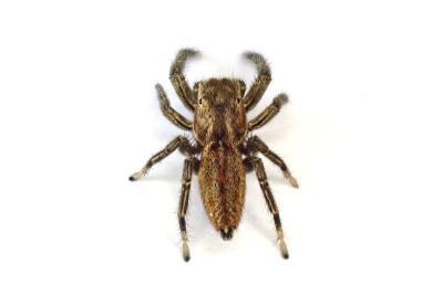 <i>Marpissa radiata</i>