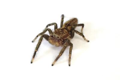 <i>Marpissa radiata</i>