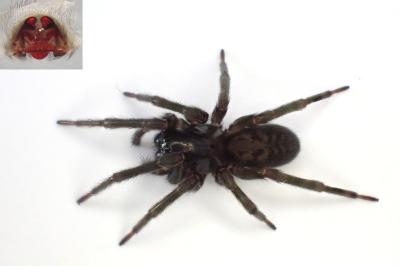 <i>Amaurobius ferox</i>