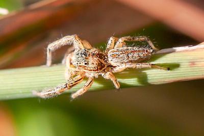 <i>Marpissa radiata</i>