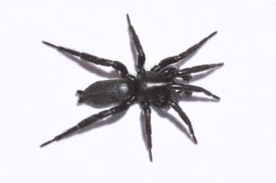 <i>Zelotes petrensis</i>