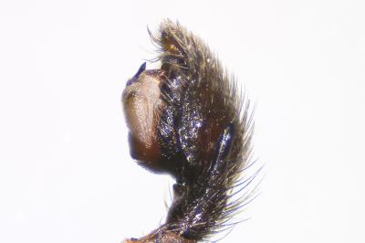 <i>Zelotes petrensis</i>