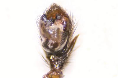 <i>Zelotes petrensis</i>