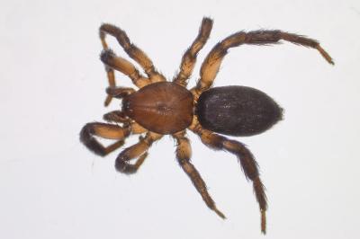 <i>Zelotes electus</i>