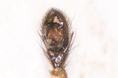 <i>Zelotes electus</i>