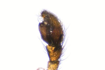 <i>Zelotes electus</i>