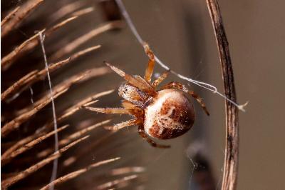 <i>Agalenatea redii</i>