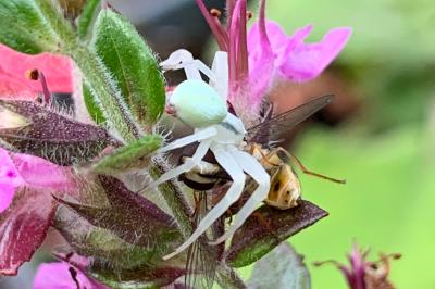<i>Misumena vatia</i>