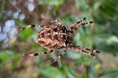 <i>Araneus diadematus</i>
