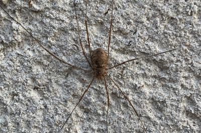 <i>Phalangium opilio</i>
