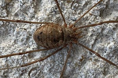 <i>Phalangium opilio</i>