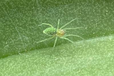 <i>Nigma walckenaeri</i>