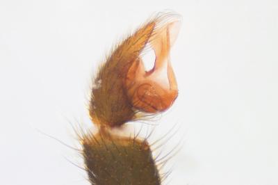 <i>Atypus piceus</i>