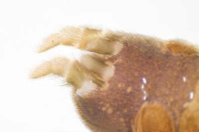 <i>Atypus piceus</i>