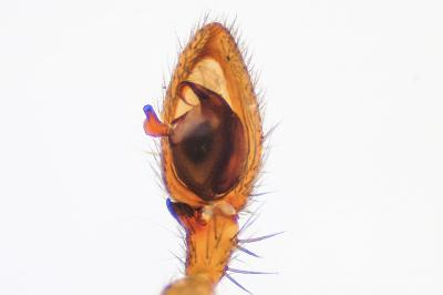 <i>Agroeca proxima</i>