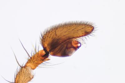<i>Agroeca proxima</i>