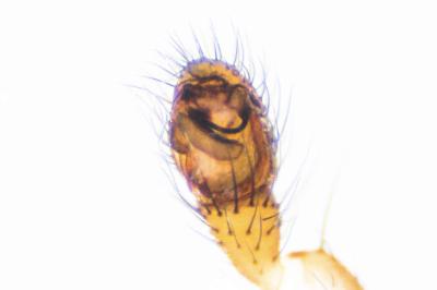 <i>Enoplognatha testacea</i>