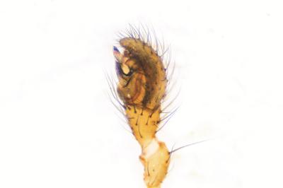 <i>Enoplognatha testacea</i>