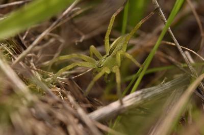 <i>Micrommata ligurina</i>