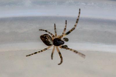 <i>Cyclosa</i>