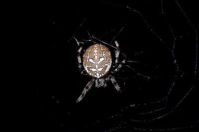 <i>Araneus quadratus</i>