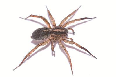 <i>Trochosa ruricola</i>