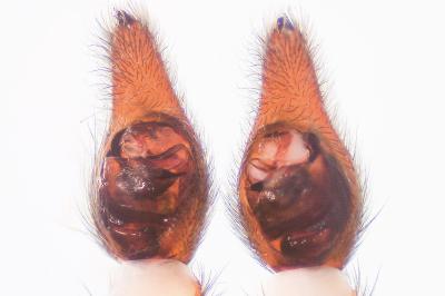 <i>Trochosa ruricola</i>