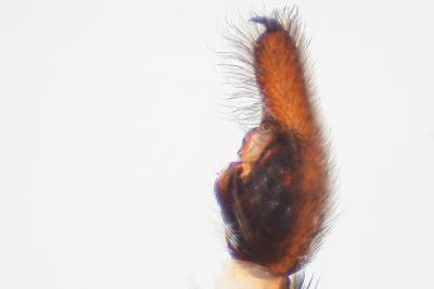 <i>Trochosa ruricola</i>