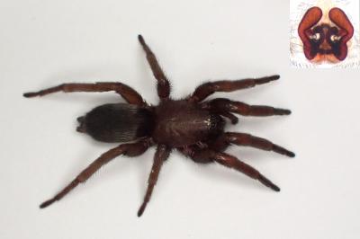 <i>Scotophaeus scutulatus</i>