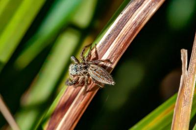 <i>Marpissa radiata</i>