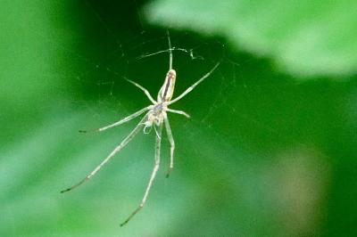 <i>Tetragnatha</i>