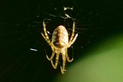 <i>Metellina</i>