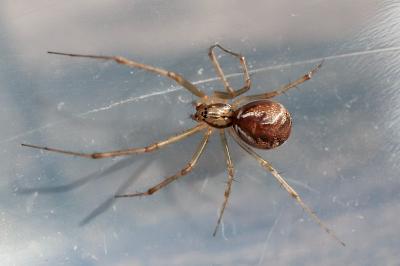 <i>Linyphia triangularis</i>